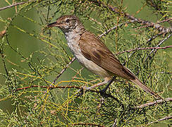 Great Reed Warbler