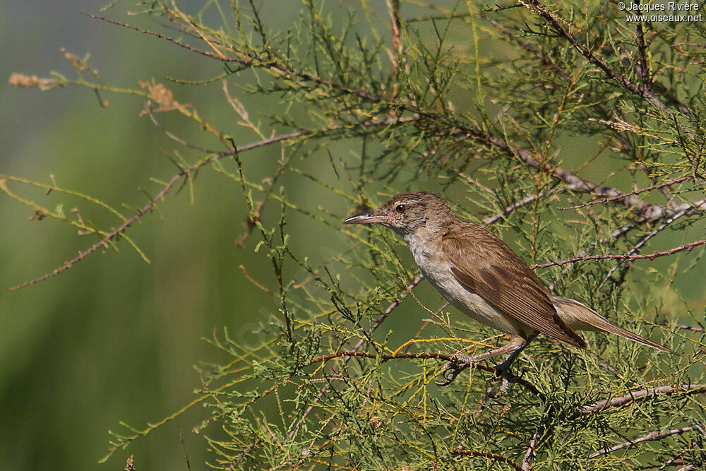 Great Reed Warbleradult