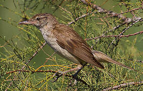 Great Reed Warbler