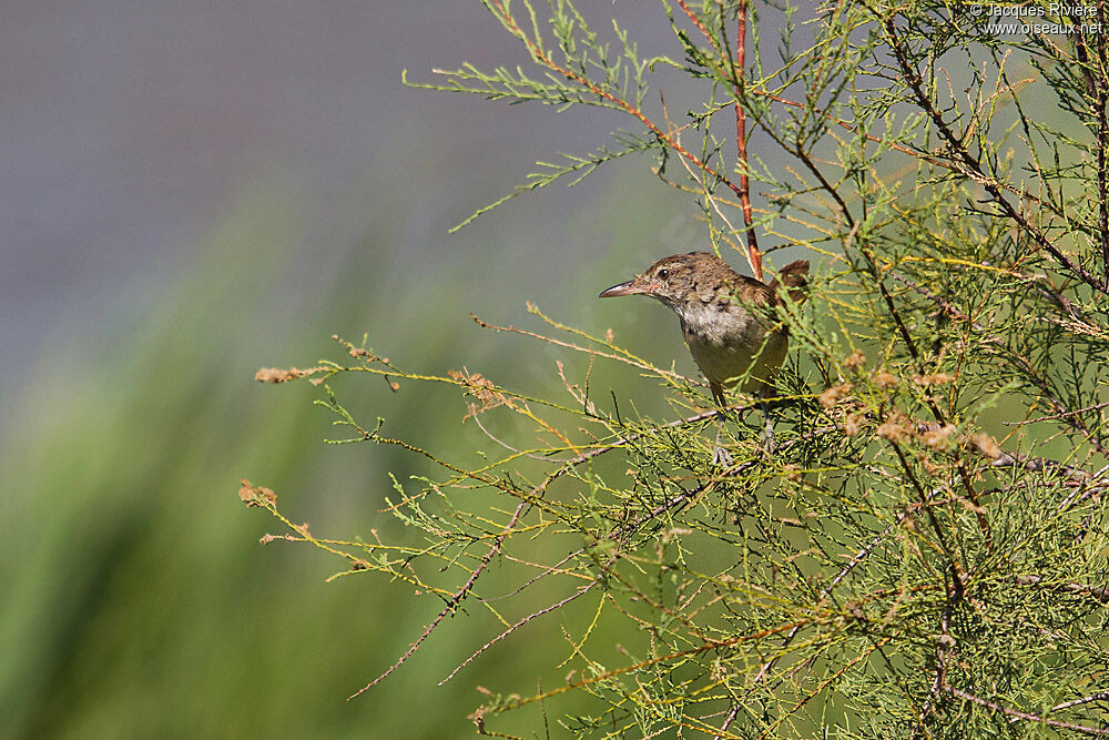 Great Reed Warbleradult breeding