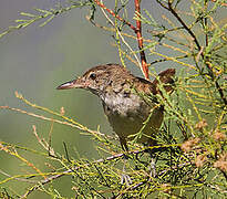 Great Reed Warbler