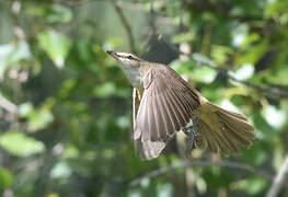 Great Reed Warbler