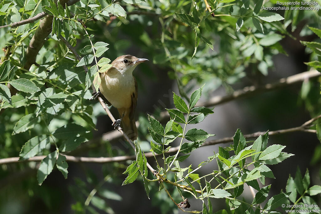 Rousserolle turdoïdeadulte, identification