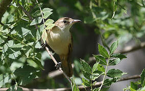 Great Reed Warbler