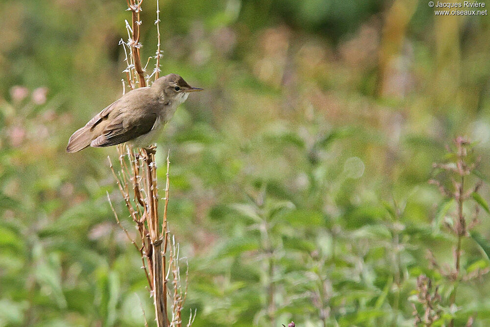 Marsh Warbleradult breeding