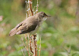 Marsh Warbler