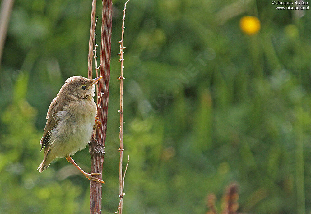 Marsh Warblerjuvenile, Reproduction-nesting