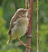 Marsh Warbler