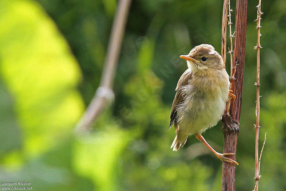 Marsh Warblerjuvenile, pigmentation