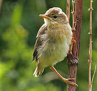 Marsh Warbler