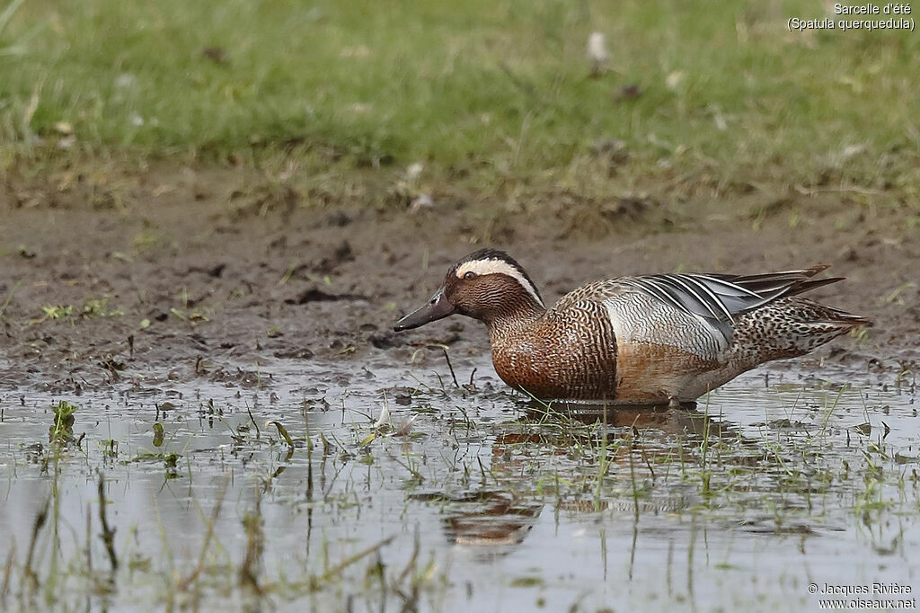 Sarcelle d'été mâle adulte nuptial, identification