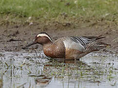 Garganey