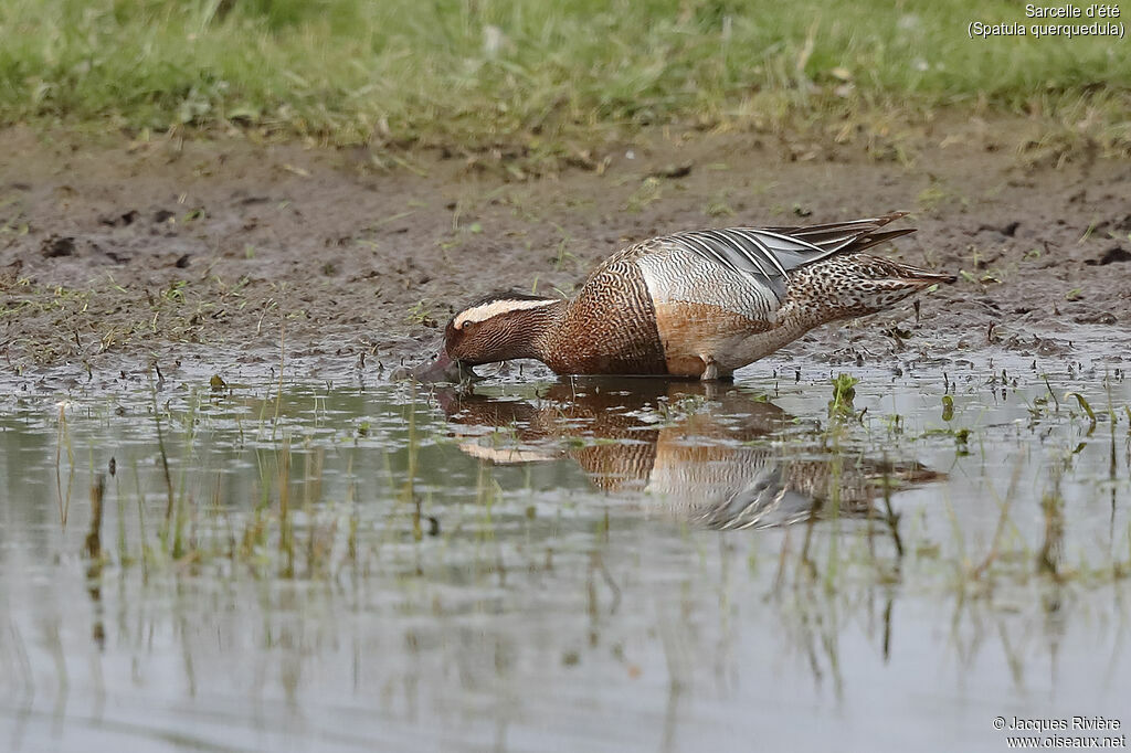 Sarcelle d'été mâle adulte nuptial, identification, mange