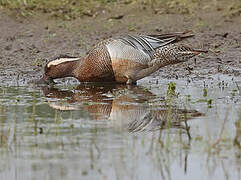 Garganey