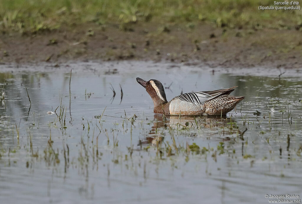 Garganey male adult breeding, identification, drinks