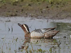 Garganey