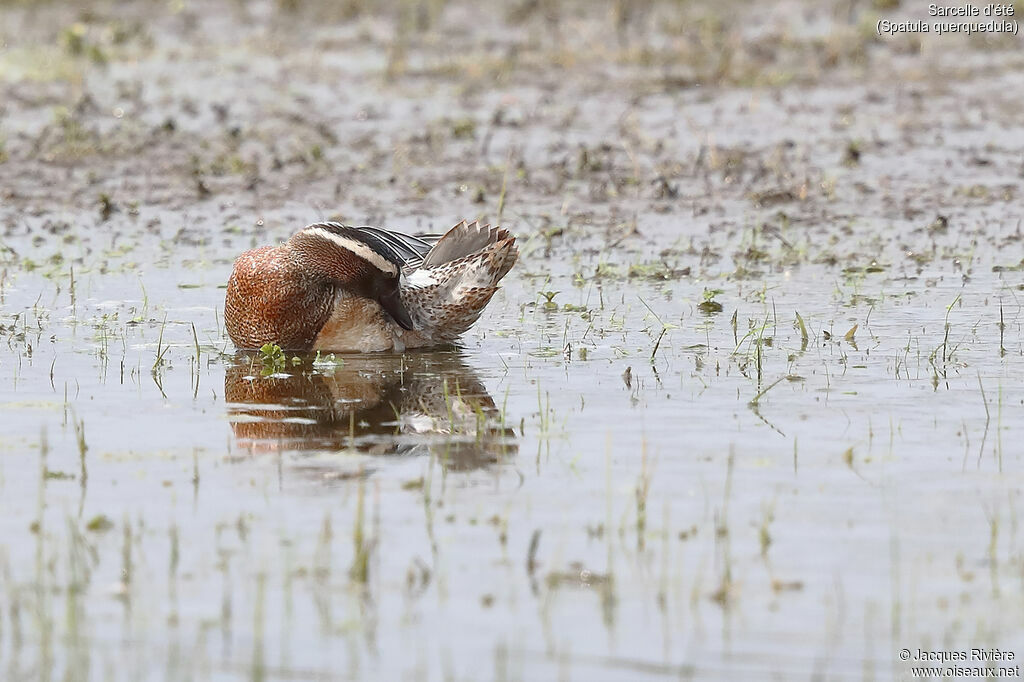 Garganey male adult breeding, identification, care