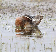 Garganey