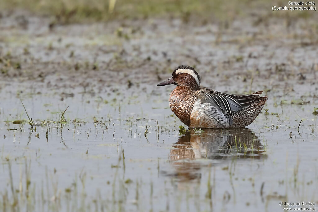 Garganey male adult breeding, identification