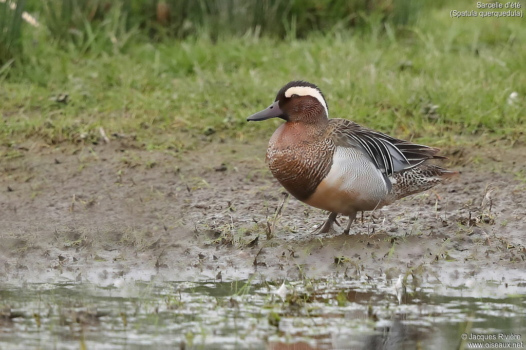 Sarcelle d'été mâle adulte nuptial, identification