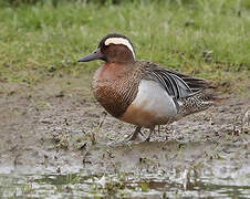 Garganey