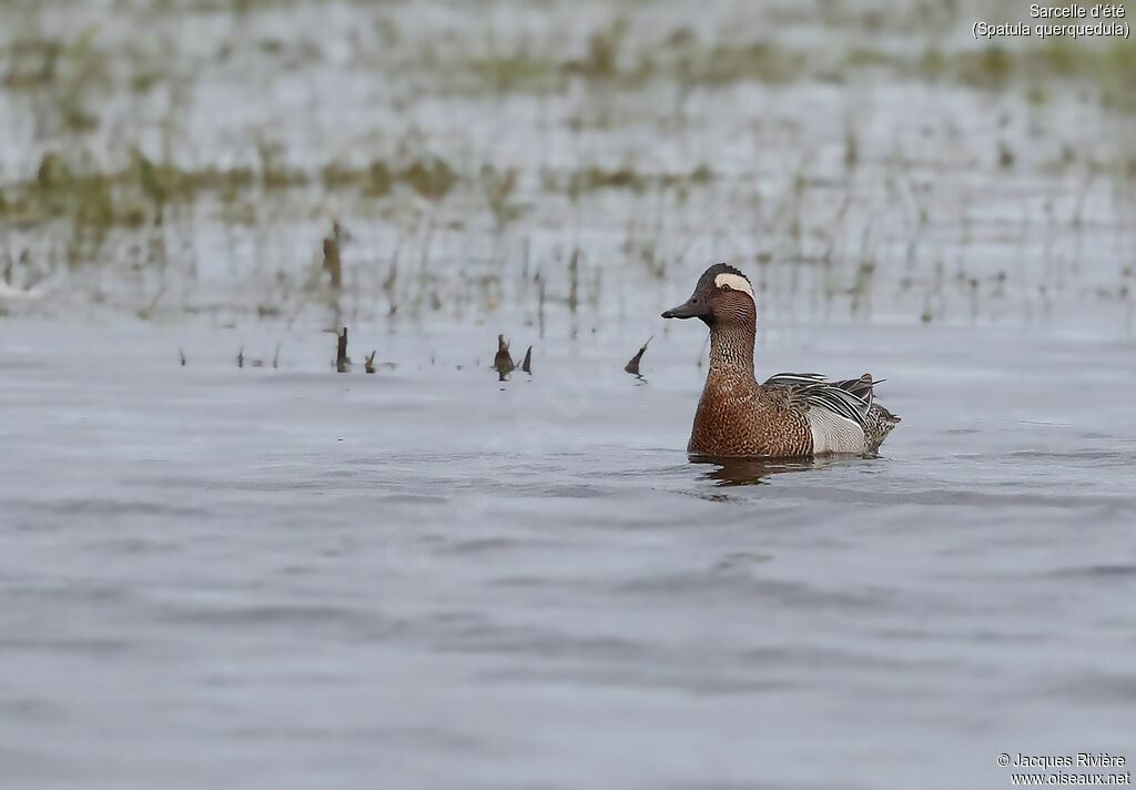 Garganey male adult breeding, identification