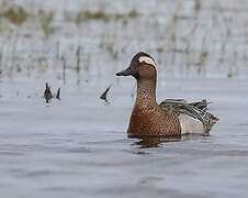 Garganey