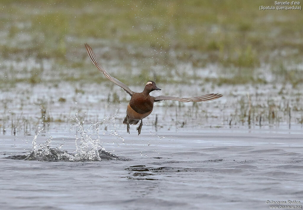 Garganey male adult breeding, Flight