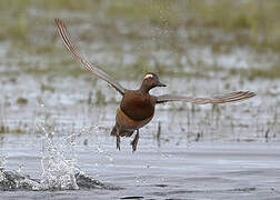 Garganey