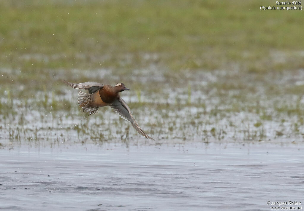 Garganey male adult breeding, Flight