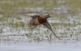 Garganey