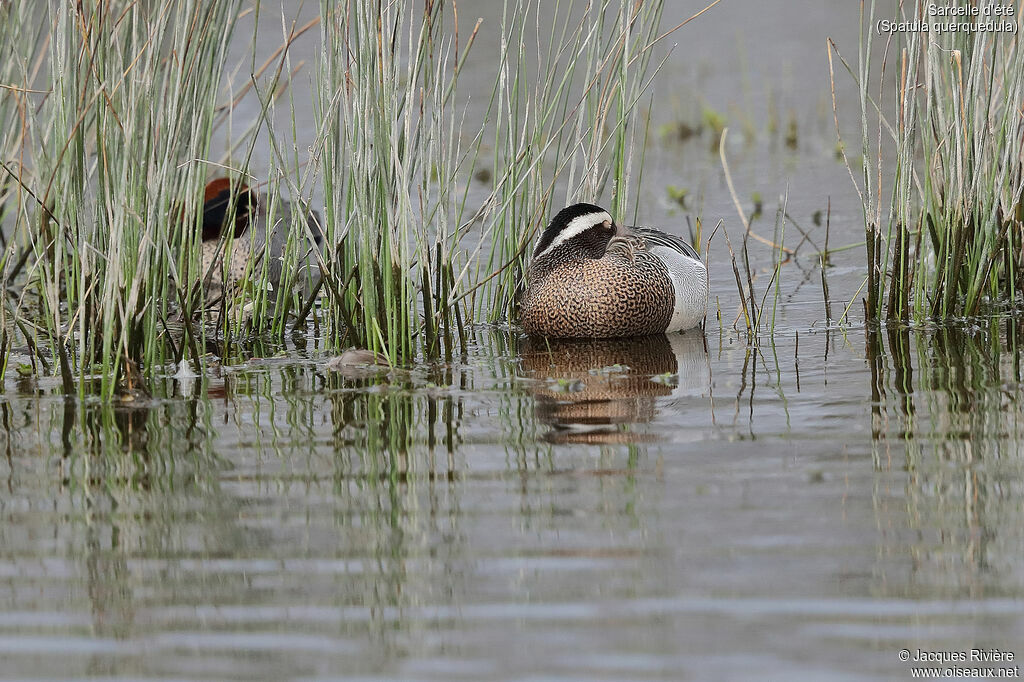 Sarcelle d'été mâle adulte nuptial, identification