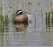 Garganey