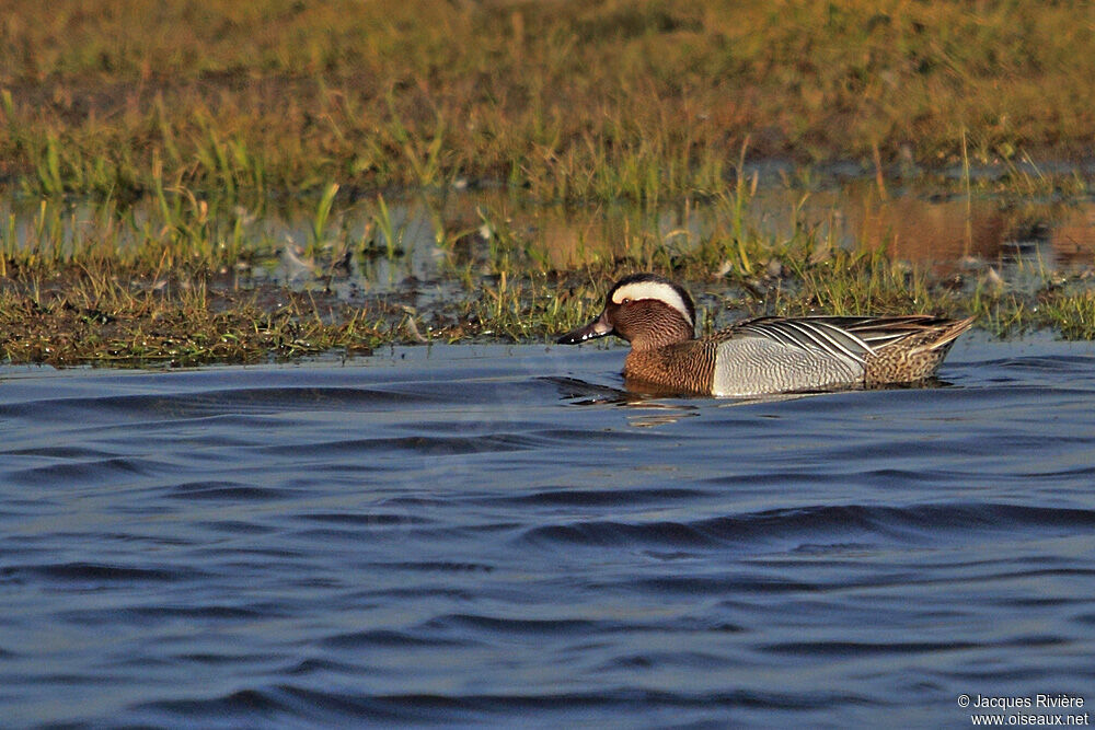 Garganey male adult breeding