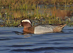 Garganey