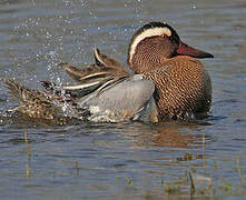 Garganey