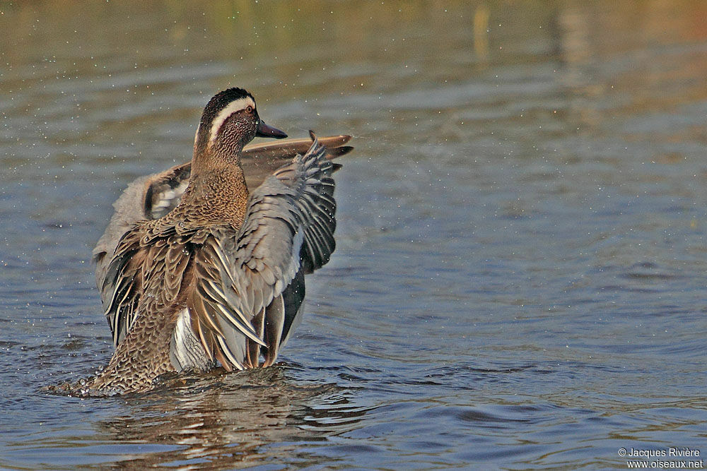 Garganey male adult breeding, Behaviour