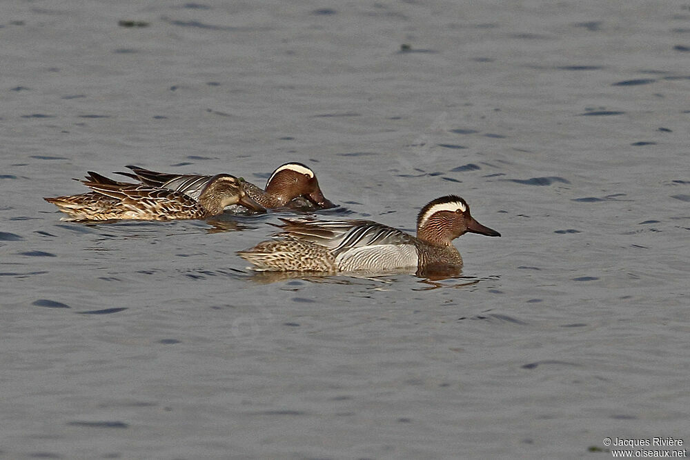 Garganey adult breeding