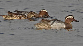 Garganey