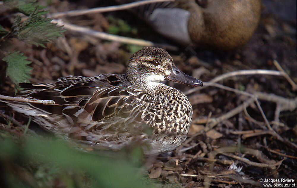 Garganey female adult breeding