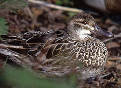 Garganey