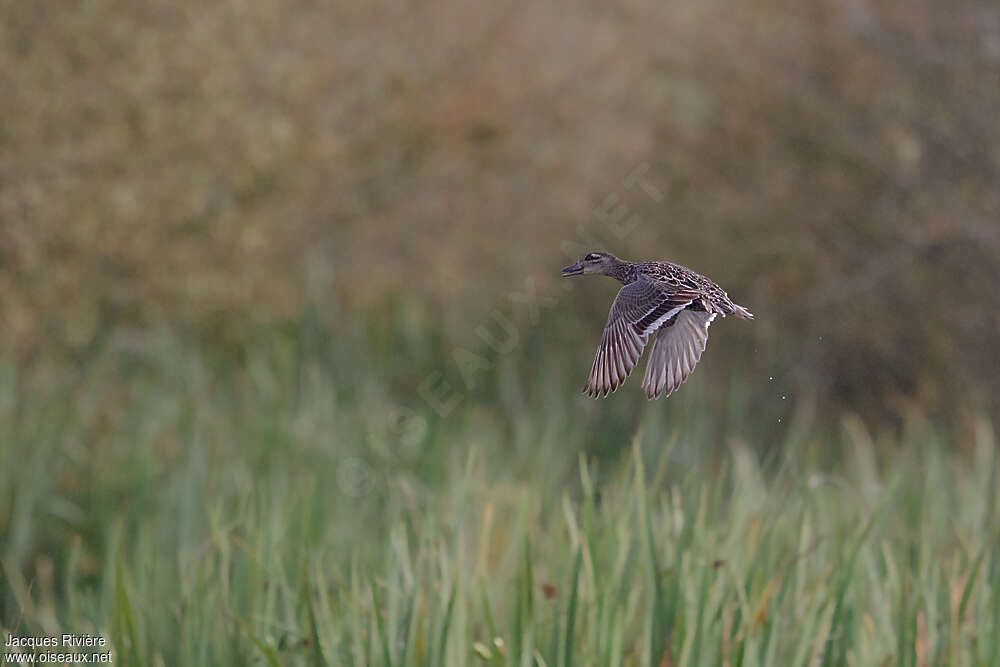 Garganey female, Flight