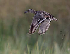 Garganey