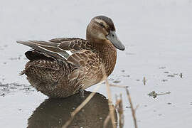 Garganey