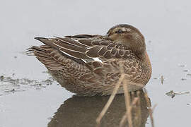 Garganey