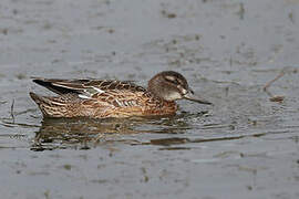 Garganey