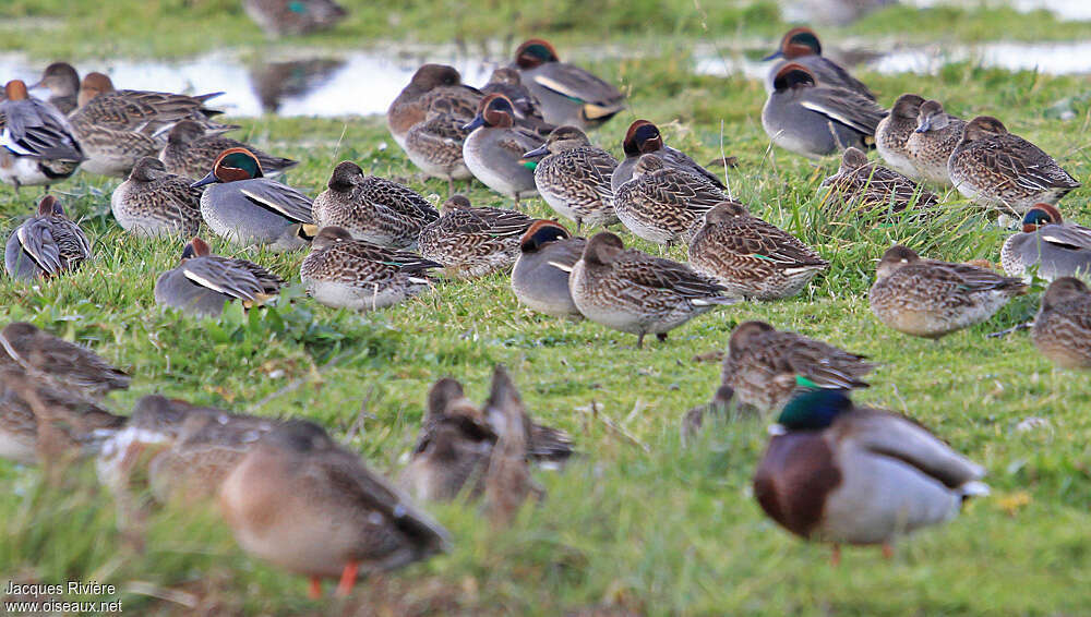 Eurasian Tealadult breeding, pigmentation, Behaviour