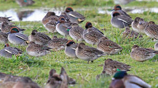 Eurasian Teal