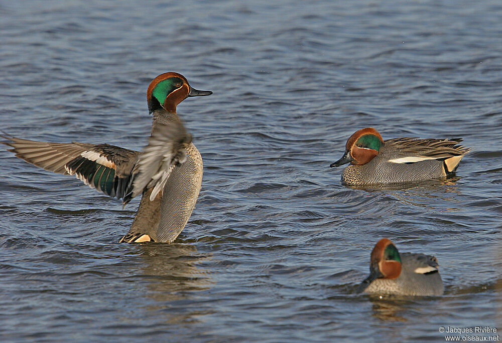 Eurasian Teal male adult breeding