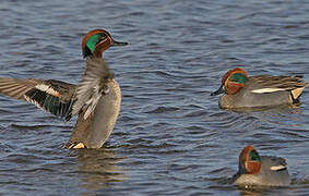 Eurasian Teal